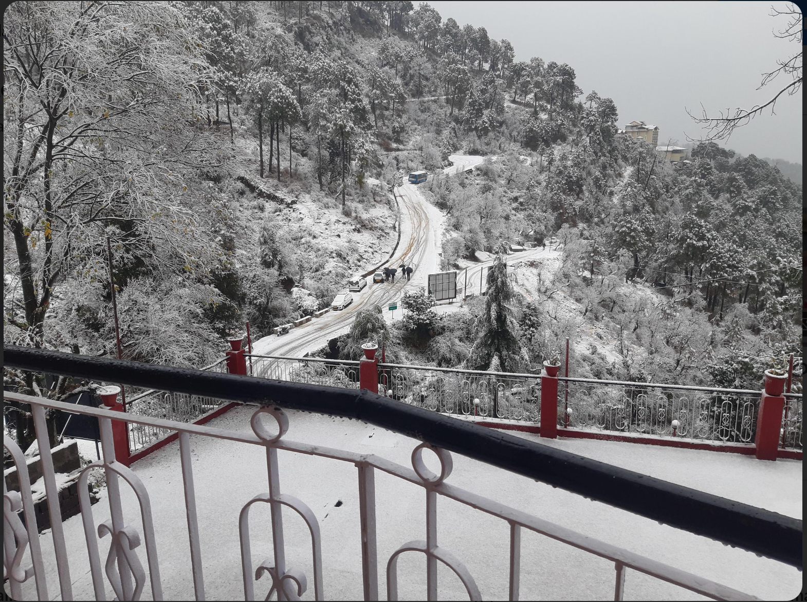 Winter snowfall blanketing the road and pines