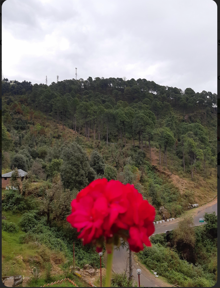 Overcast autumn afternoon — red flowers in bloom, valley road below